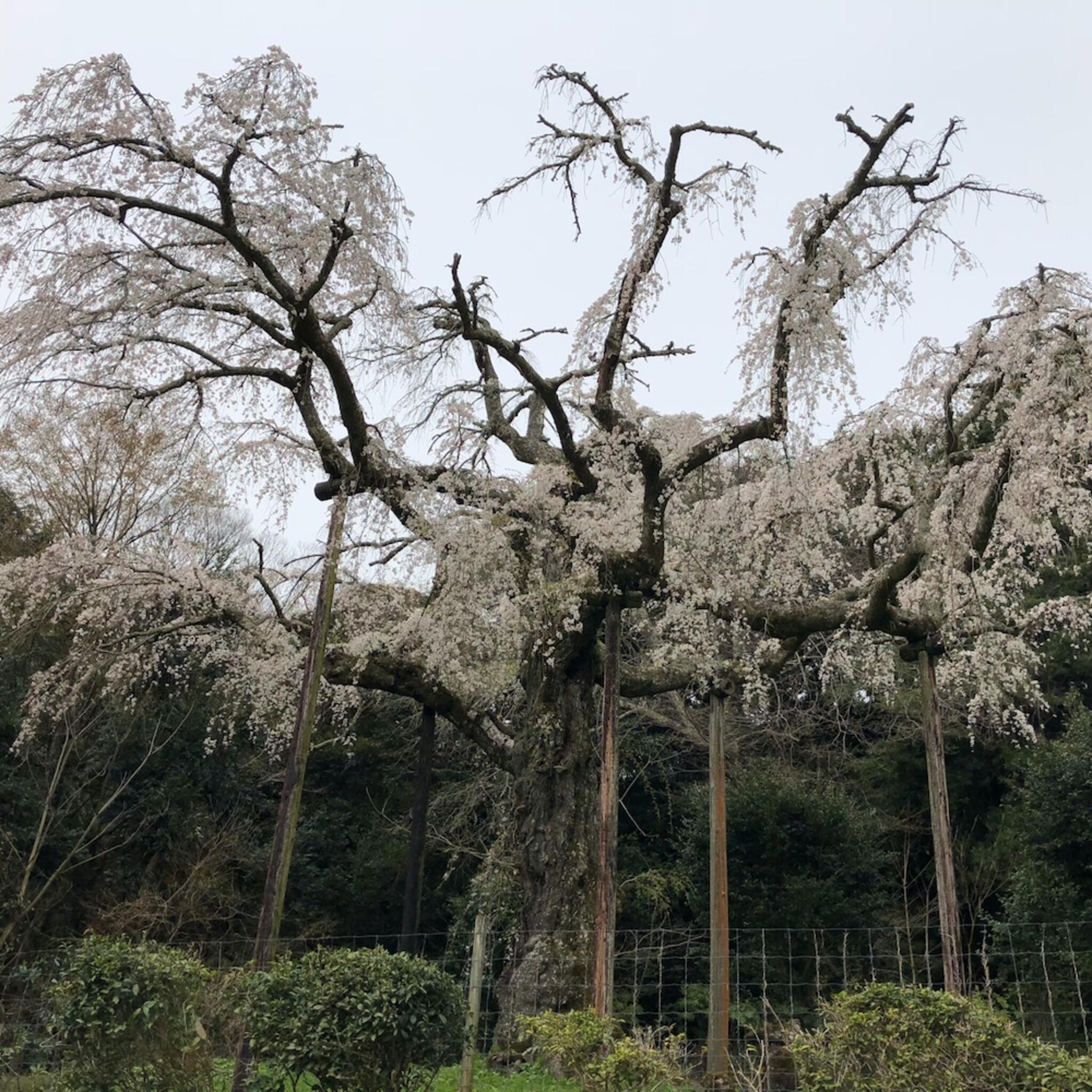 長興山紹太寺の代表写真3