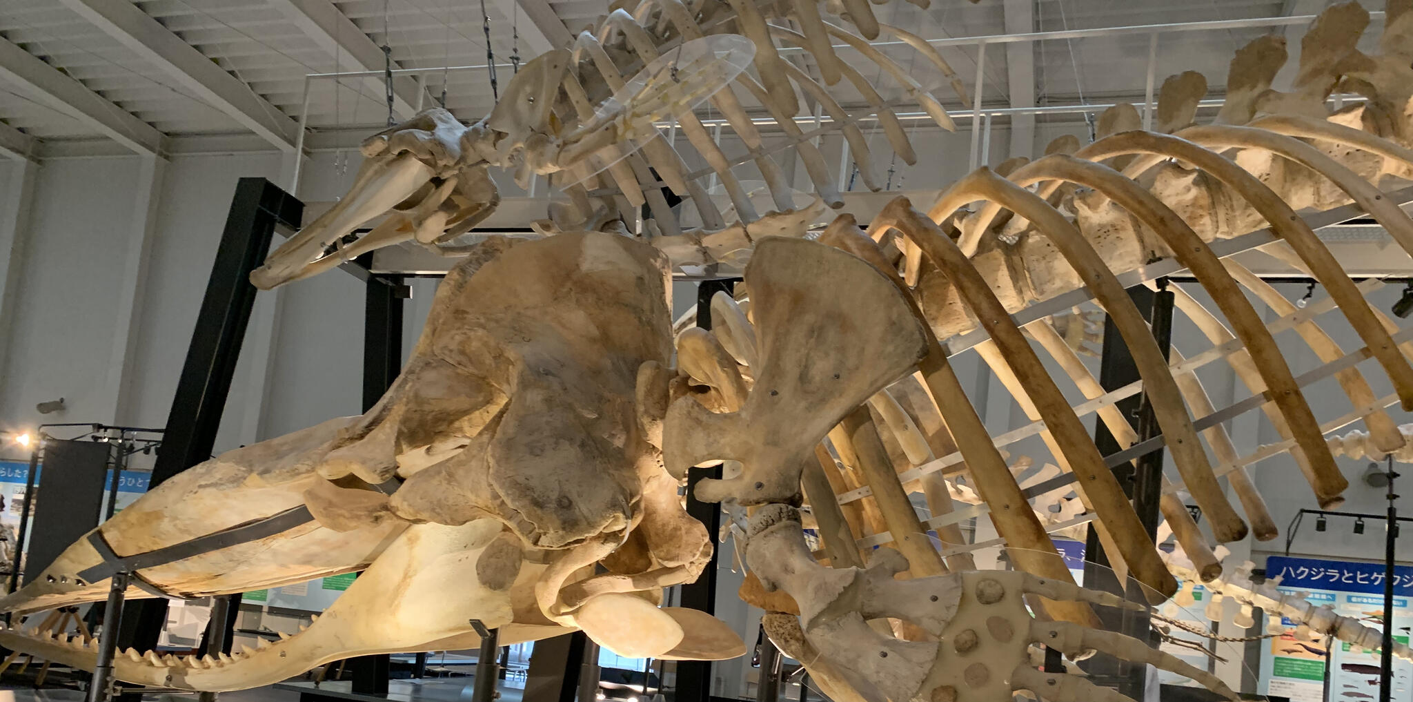 足寄動物化石博物館の代表写真1