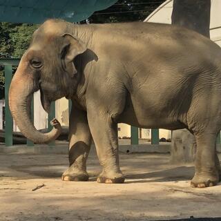 神戸市立王子動物園の写真7