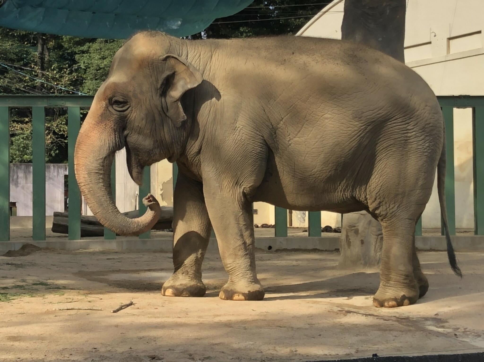 神戸市立王子動物園の代表写真7