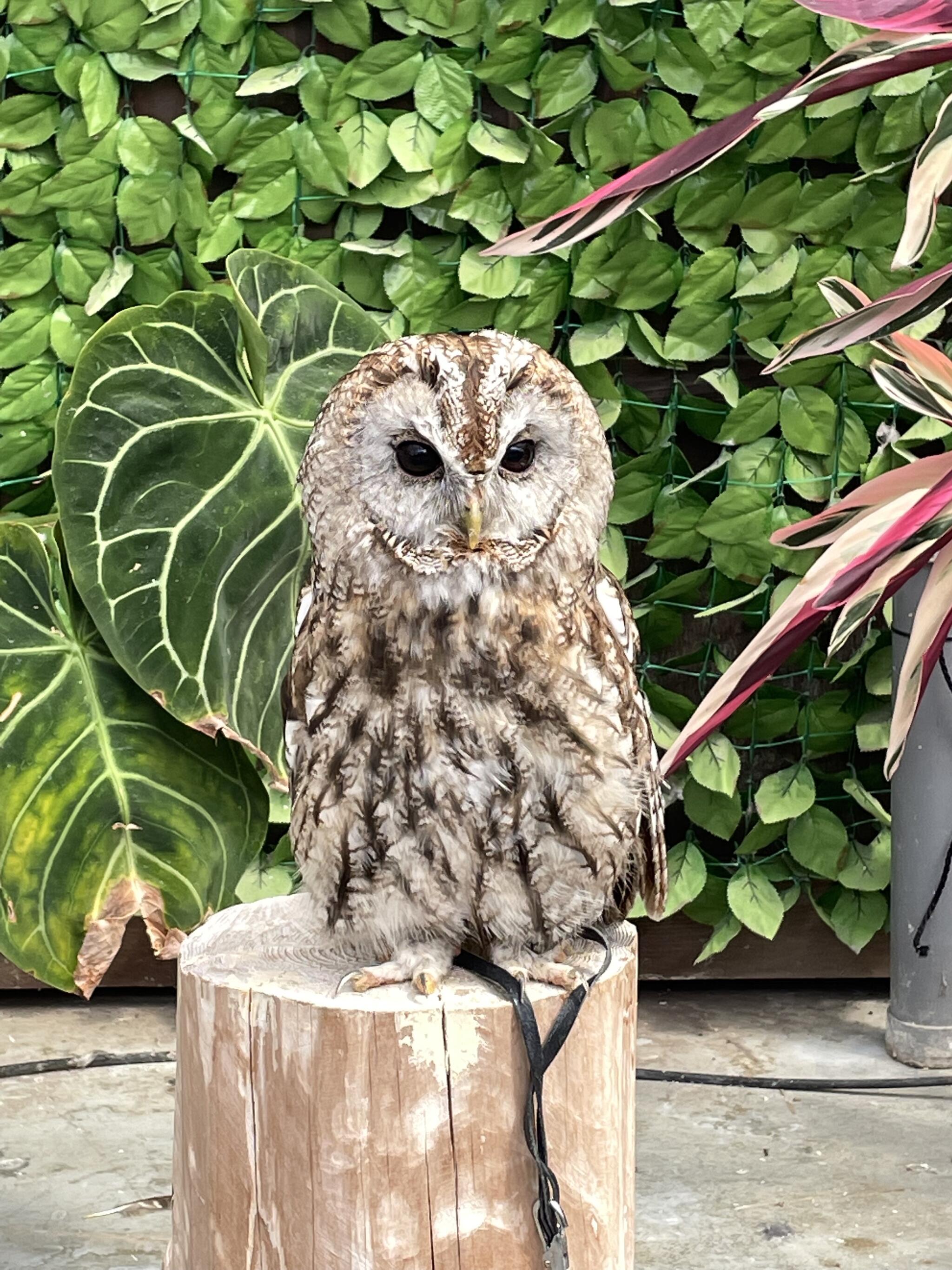 掛川花鳥園の代表写真7