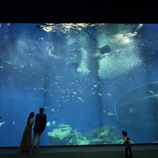 アクアワールド茨城県大洗水族館の写真11