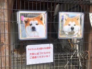 秋田犬会館のクチコミ写真1