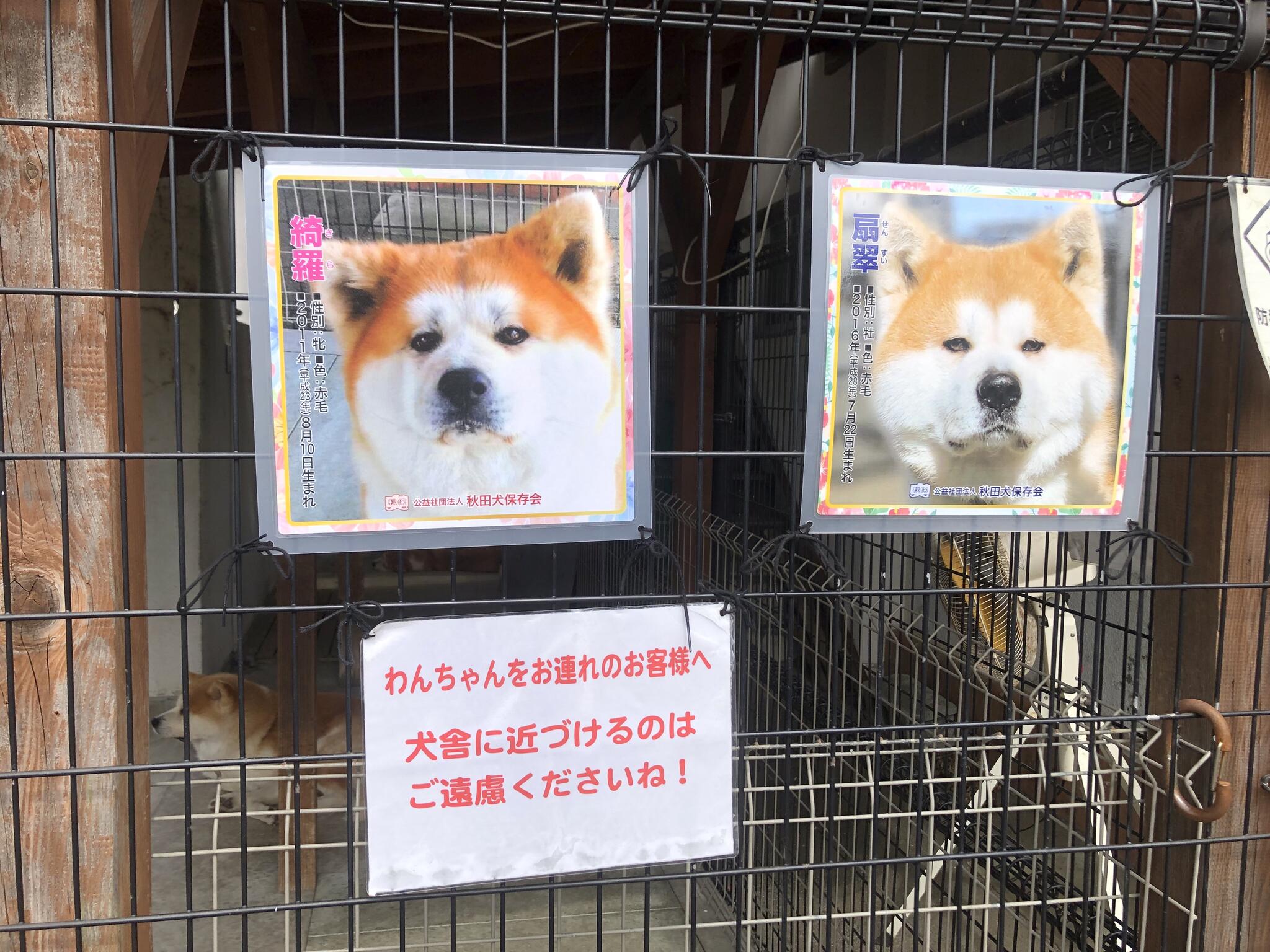 秋田犬会館の代表写真3