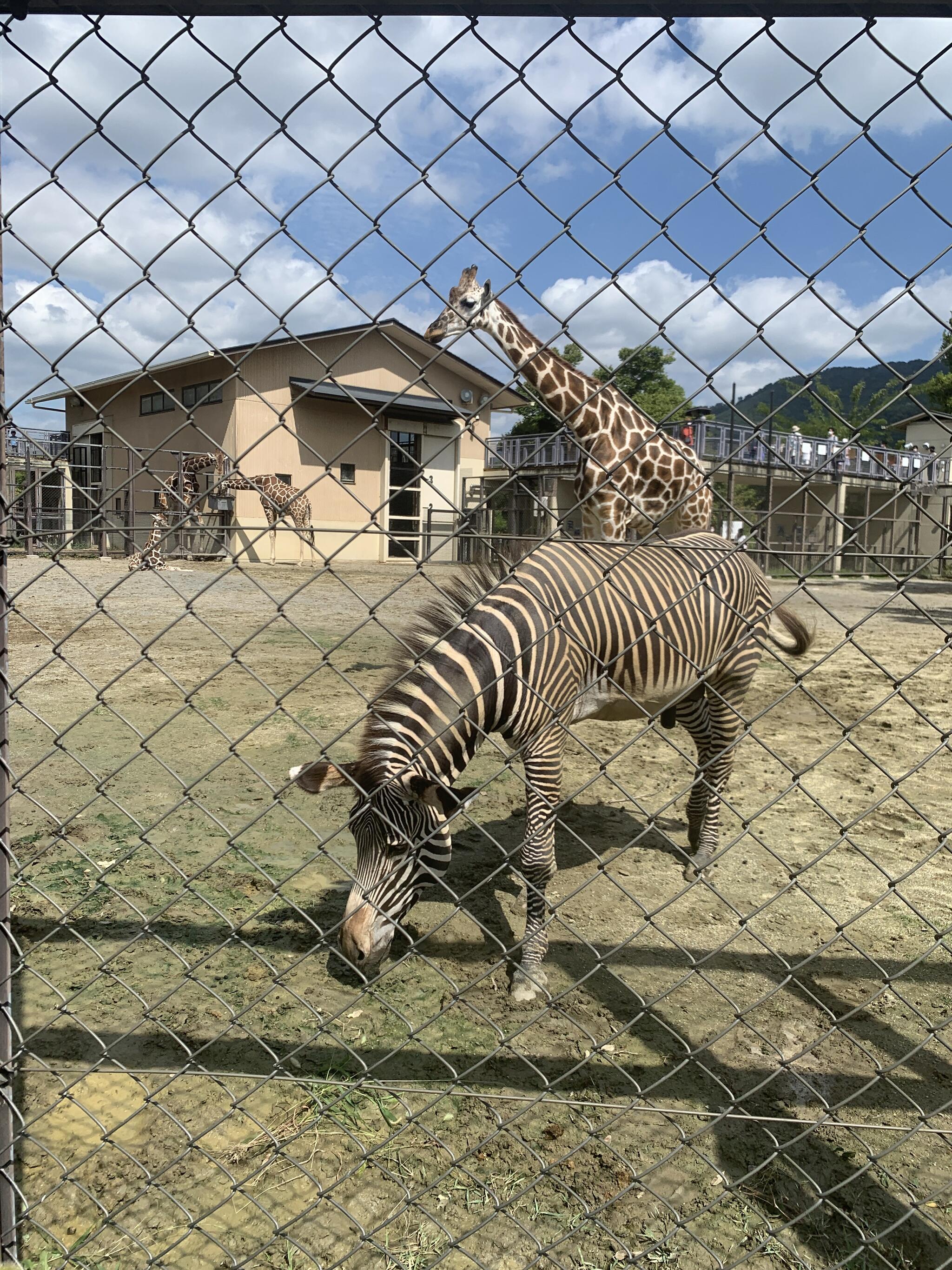 京都市動物園の代表写真7