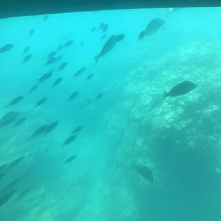 水中観光船 オルカ号の写真7