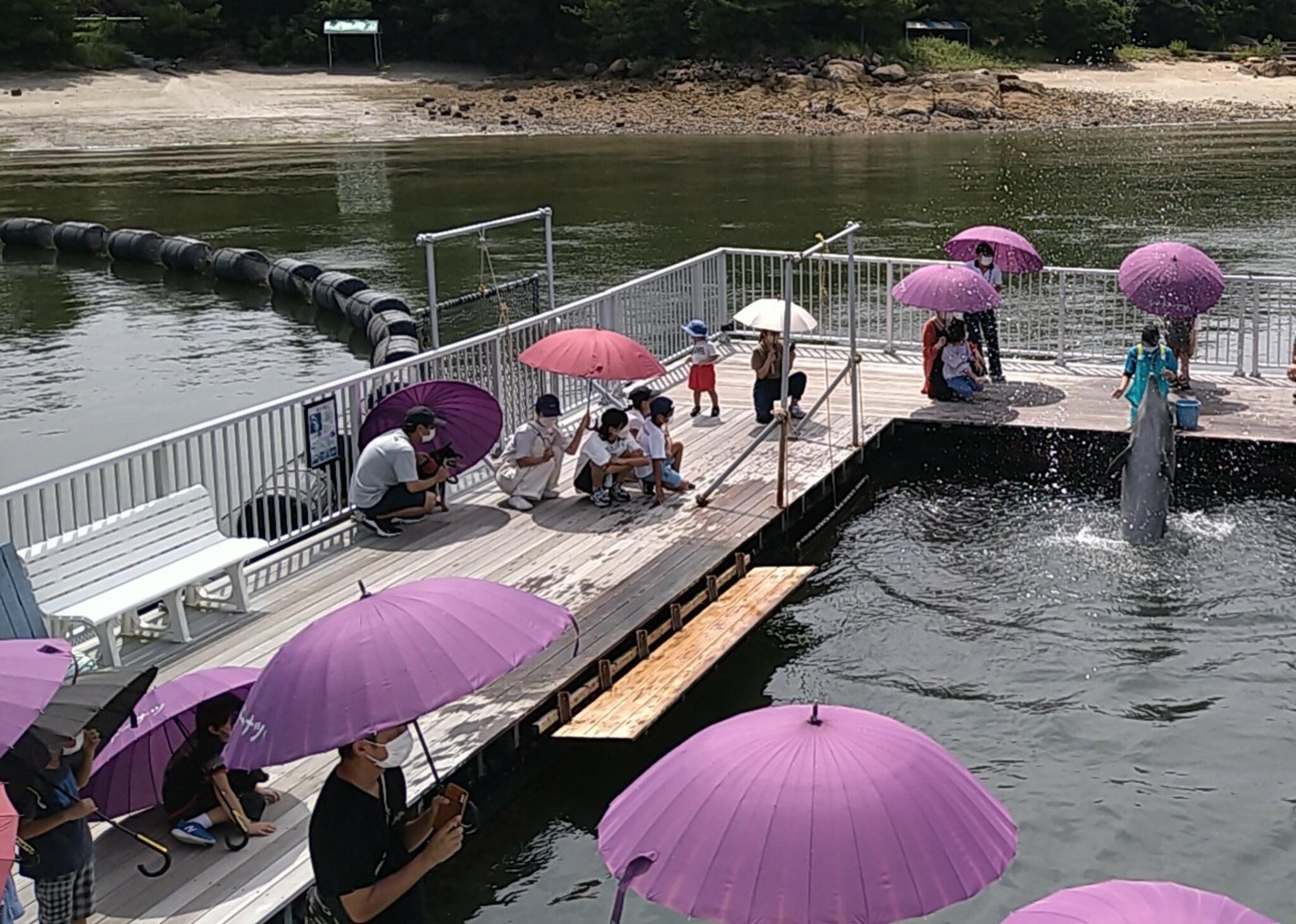 わくわく海中水族館シードーナツの代表写真10