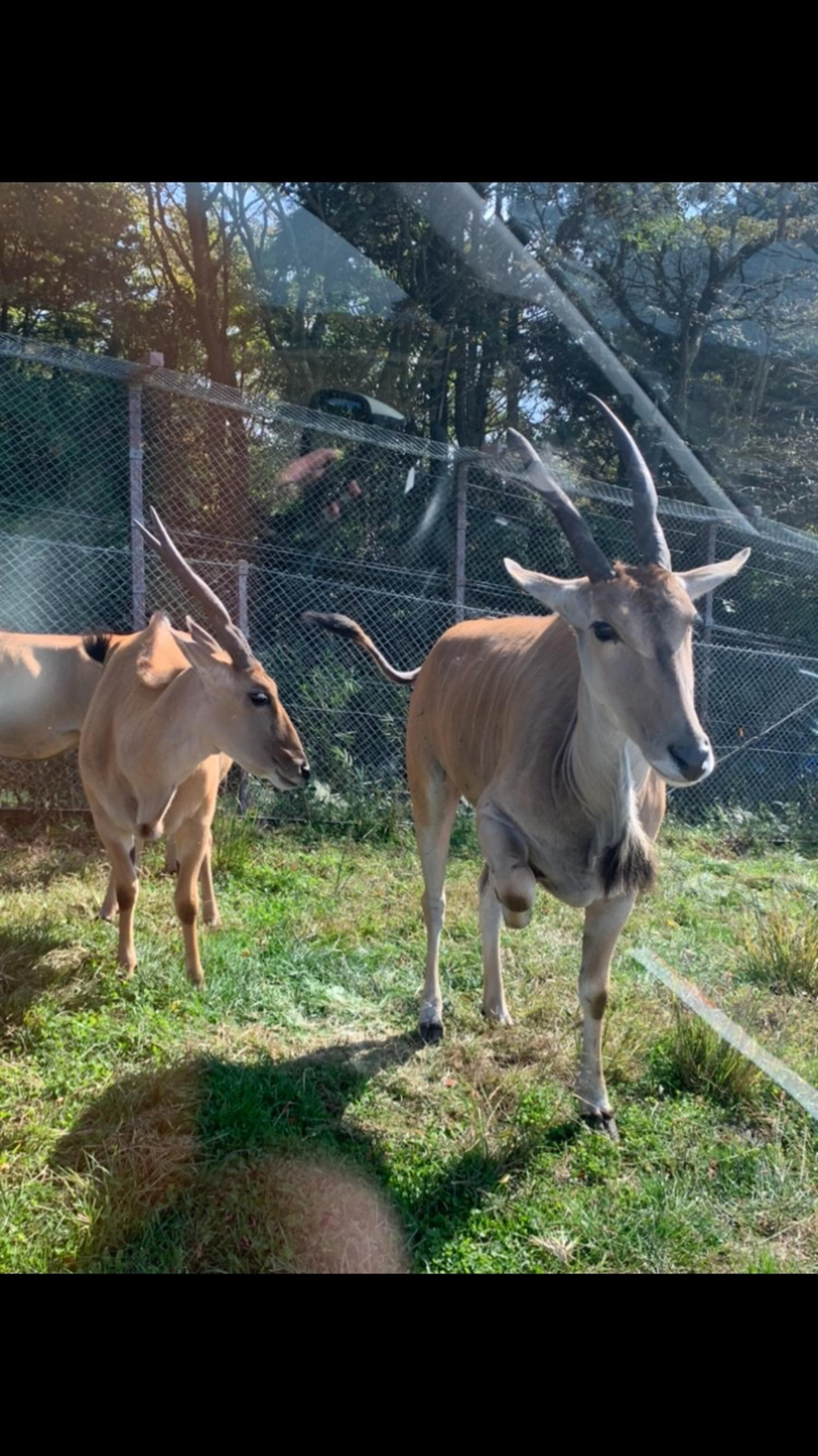 九州自然動物公園 アフリカンサファリの代表写真2