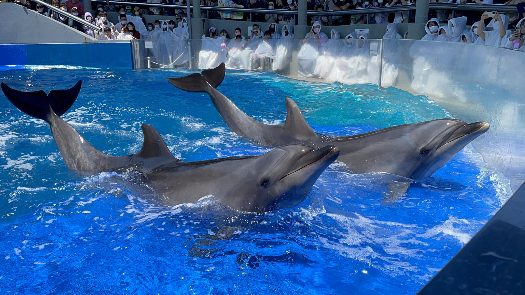 大分マリーンパレス水族館「うみたまご」の代表写真2