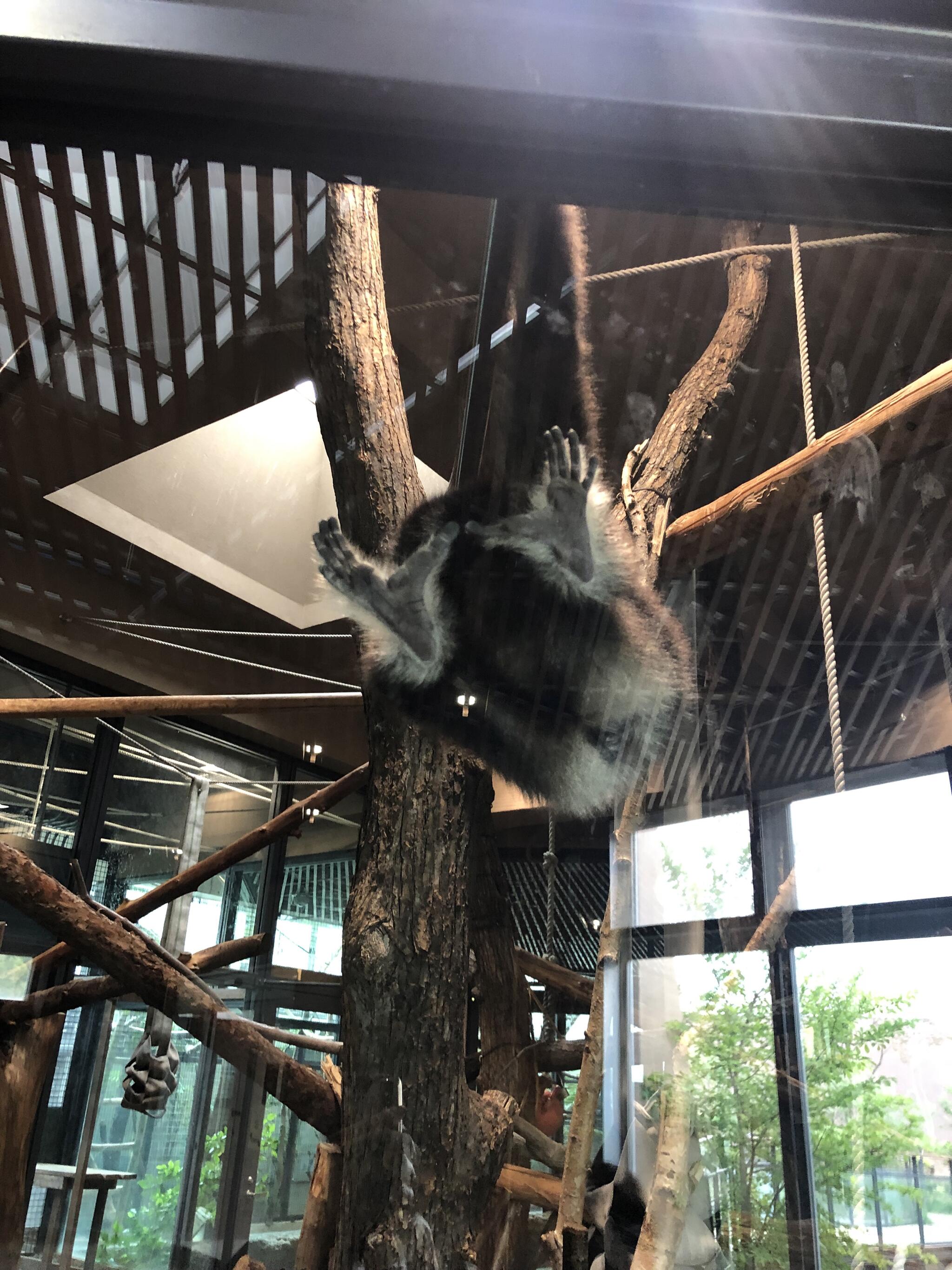 円山動物園 チンパンジー館の代表写真5