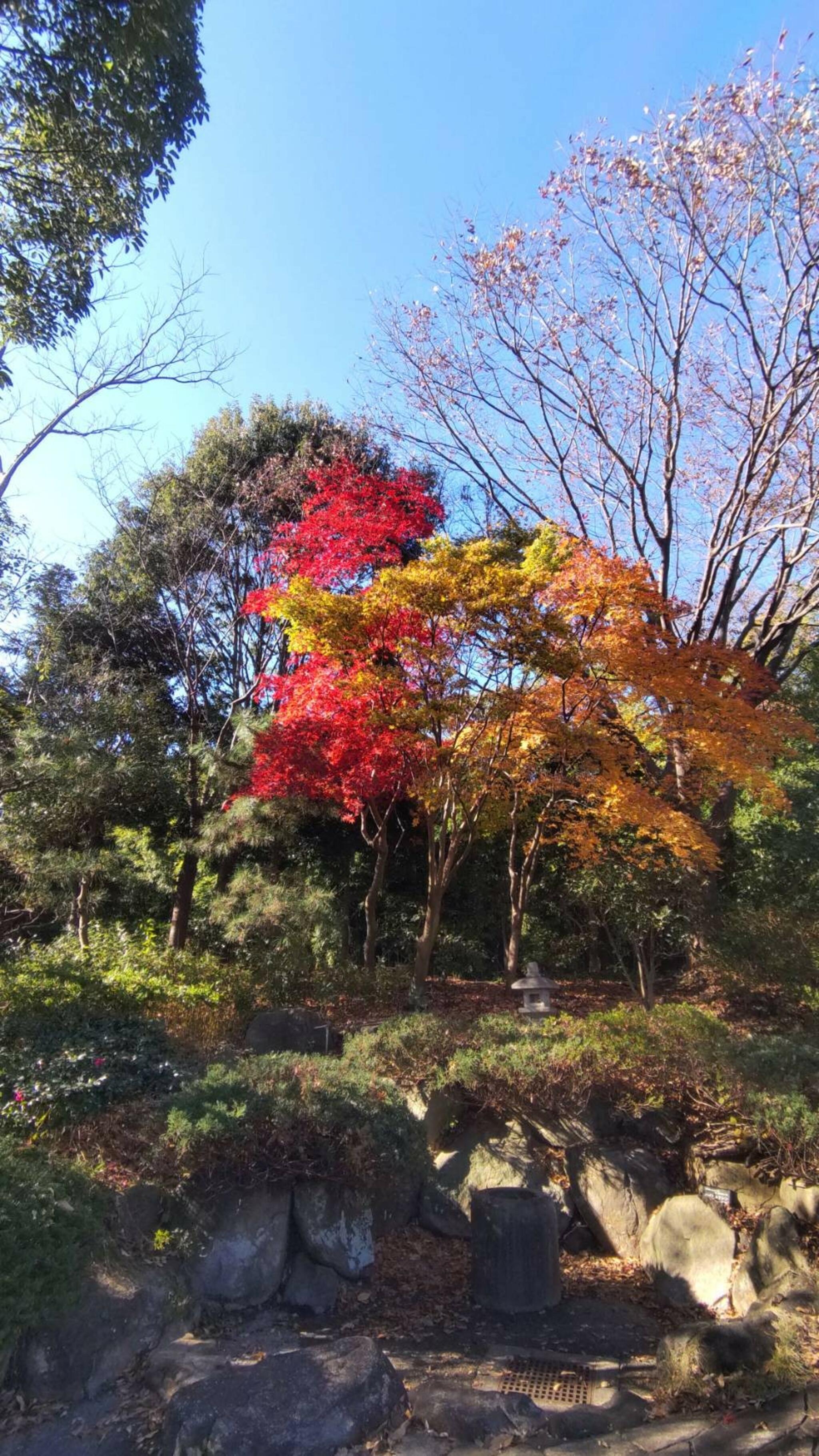 藤沢市長久保公園都市緑化植物園の代表写真3