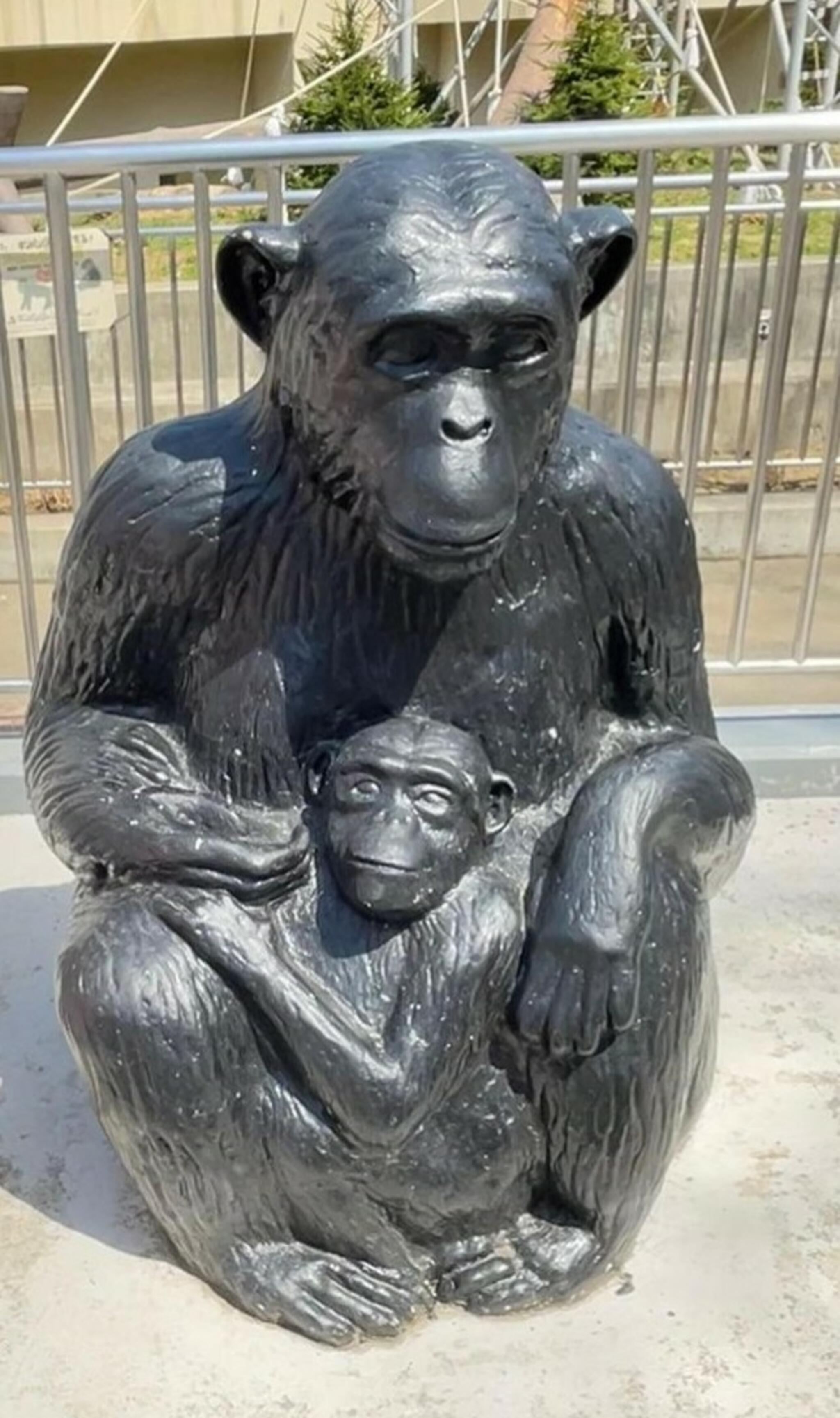 円山動物園 チンパンジー館の代表写真8