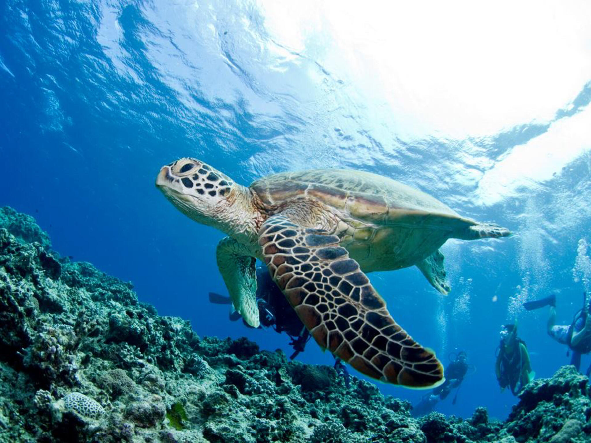 トウカンムリの貝殻、慶良間￼諸島￼ - その他