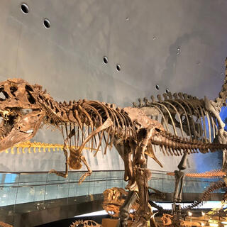 福井県立恐竜博物館の写真1