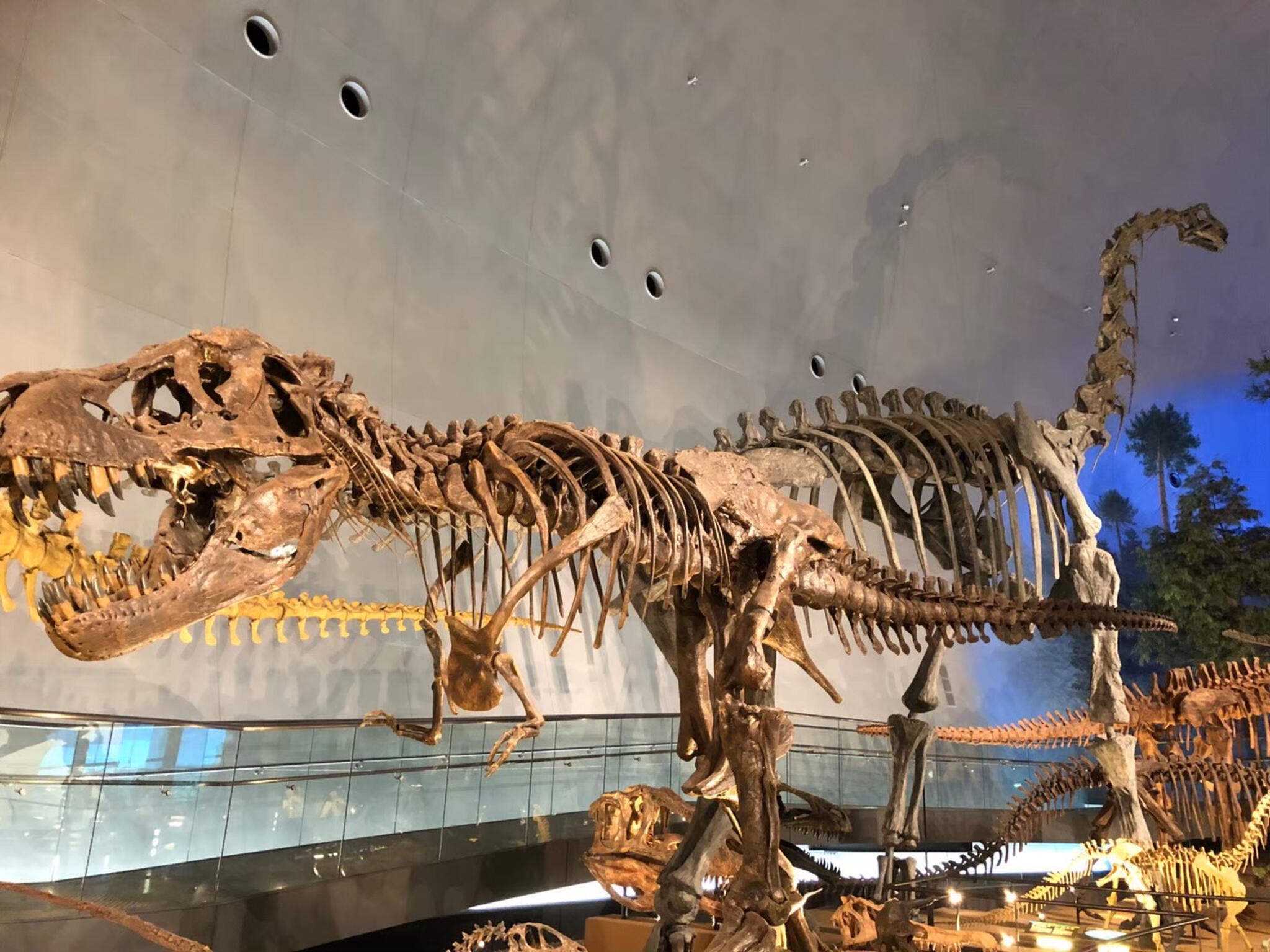 福井県立恐竜博物館の代表写真1