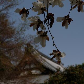 大東坊 - 福山市金江町藁江/寺院 | Yahoo!マップ