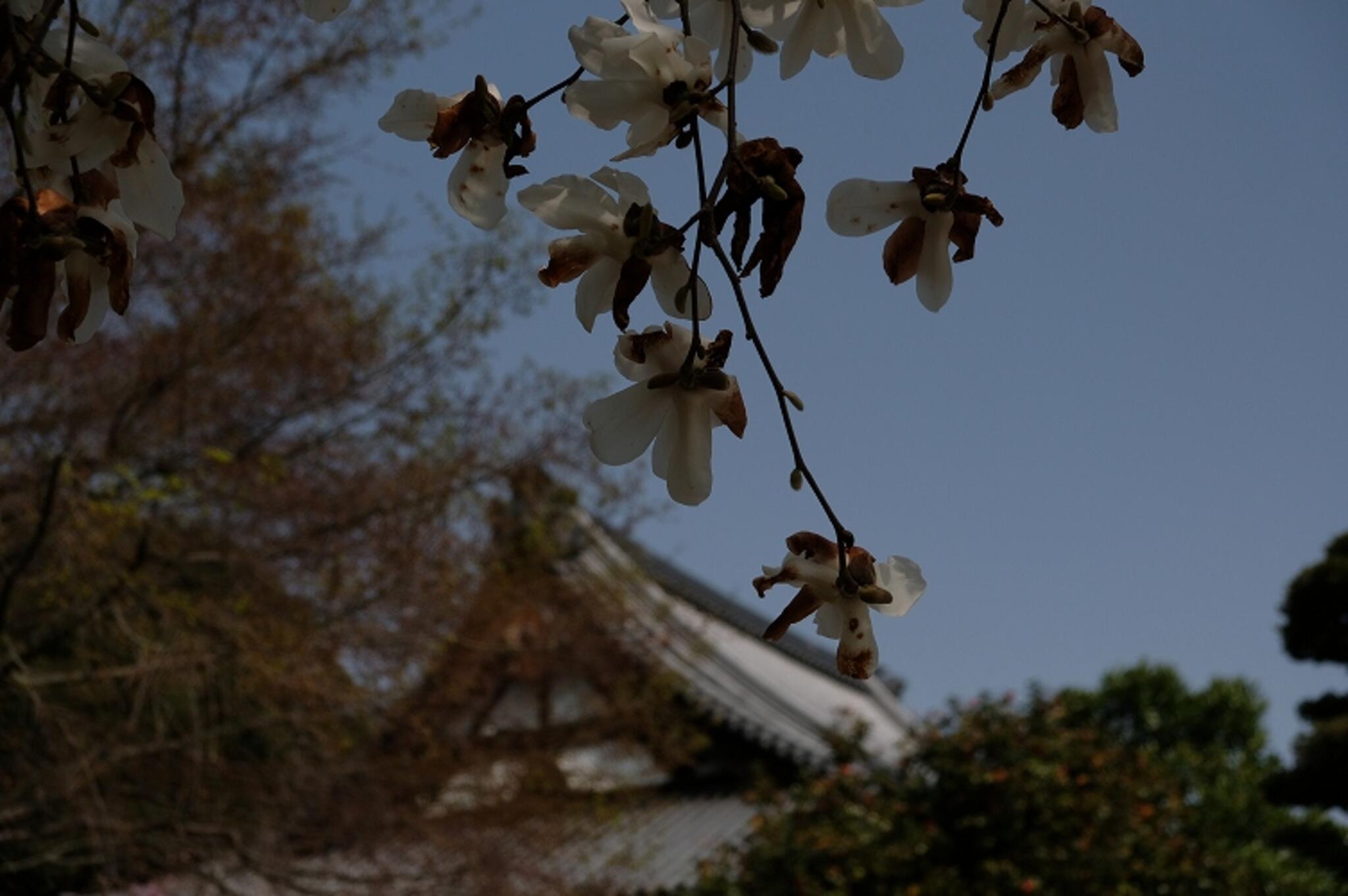 大東坊 - 福山市金江町藁江/寺院 | Yahoo!マップ