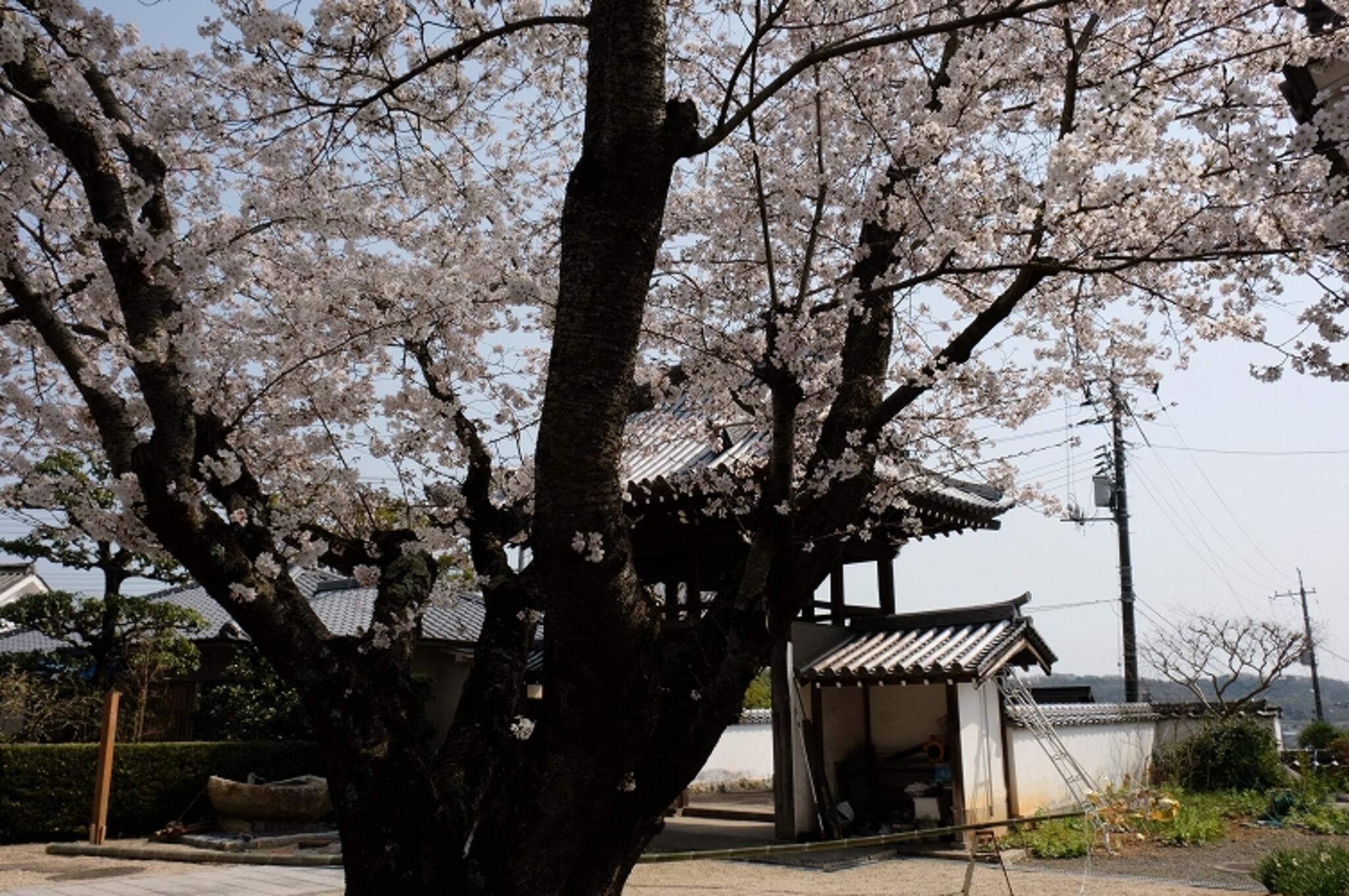 大東坊 - 福山市金江町藁江/寺院 | Yahoo!マップ