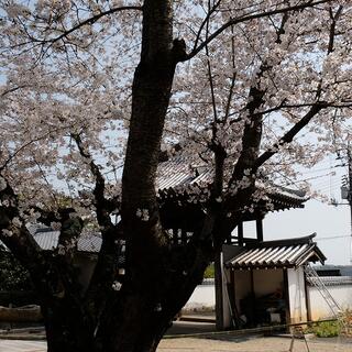 大東坊 - 福山市金江町藁江/寺院 | Yahoo!マップ