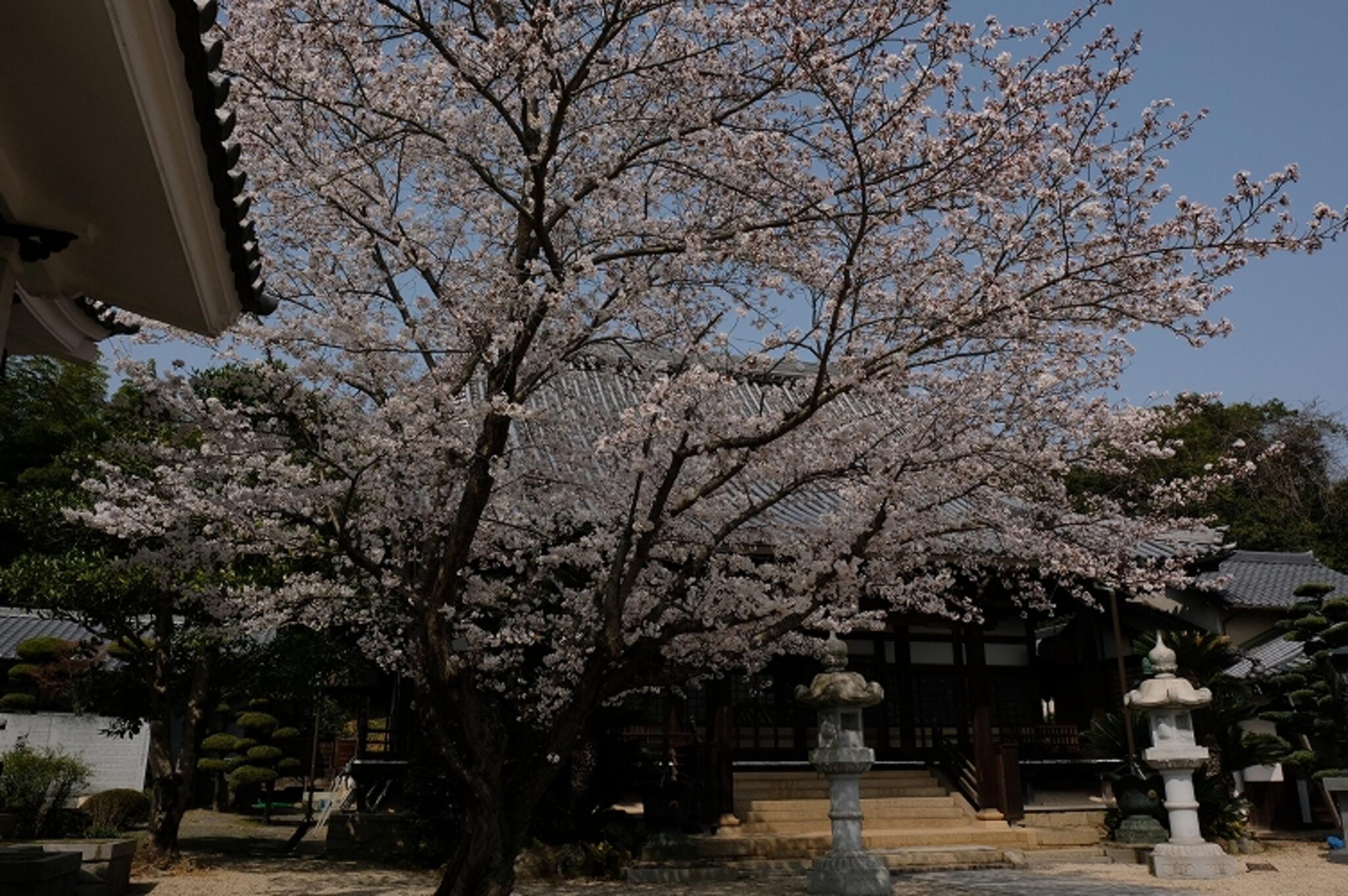 大東坊 - 福山市金江町藁江/寺院 | Yahoo!マップ