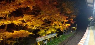 東福寺通天橋のクチコミ写真4