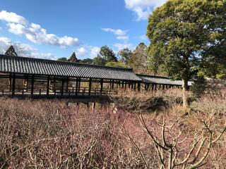 東福寺のクチコミ写真4