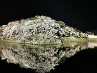 彦根城石垣の桜のクチコミ写真1