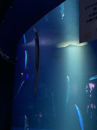 サンシャイン水族館のクチコミ写真2