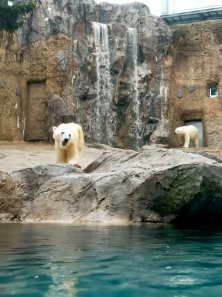 旭山動物園のクチコミ写真1