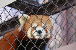 熊本市動植物園のクチコミ写真2