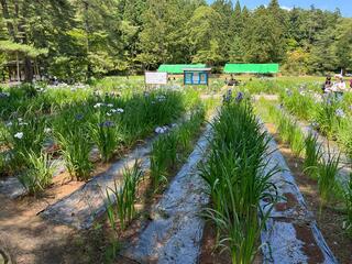 毛越寺菖蒲園のクチコミ写真1