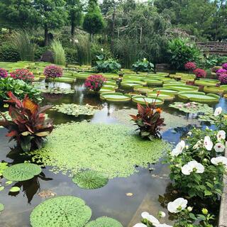 滋賀県立琵琶湖博物館の写真27