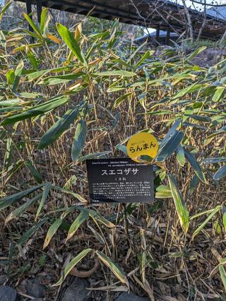 高知県立牧野植物園のクチコミ写真3