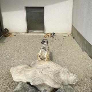 秋田市大森山動物園の写真16