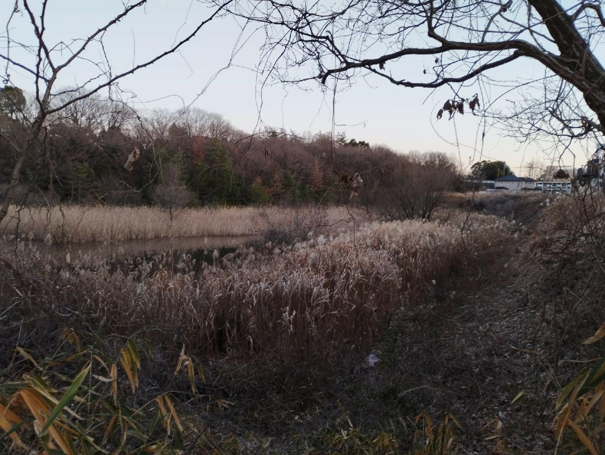 東禅寺上池の代表写真2