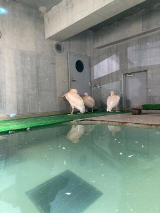 札幌市円山動物園のクチコミ写真2