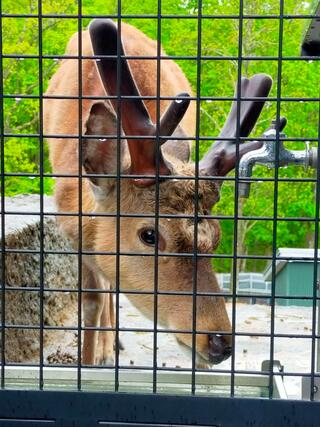 旭山動物園のクチコミ写真5