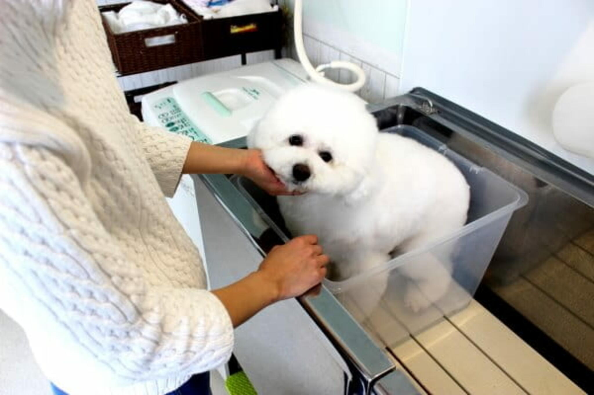 Dog salon florの代表写真2