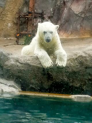 旭山動物園のクチコミ写真2