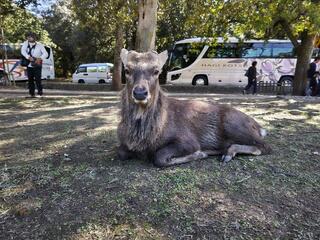 奈良公園のクチコミ写真1