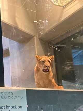 札幌市円山動物園のクチコミ写真3