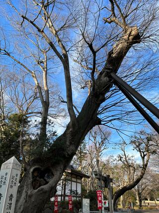 青渭神社のクチコミ写真2