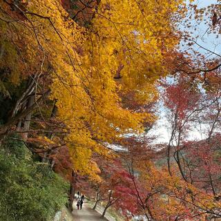 香嵐渓の写真26