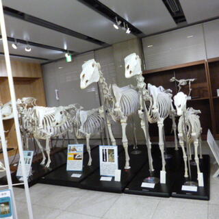 日本大学生物資源科学部博物館の写真29
