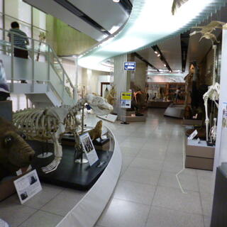 日本大学生物資源科学部博物館の写真11