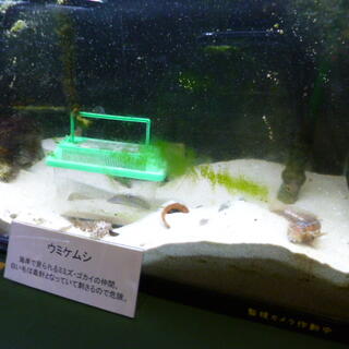 日本大学生物資源科学部博物館の写真28