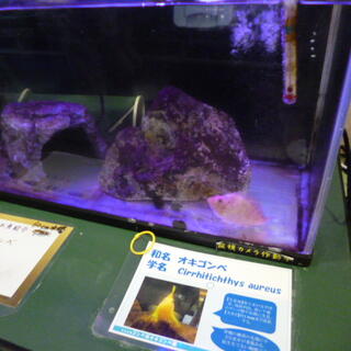 日本大学生物資源科学部博物館の写真25