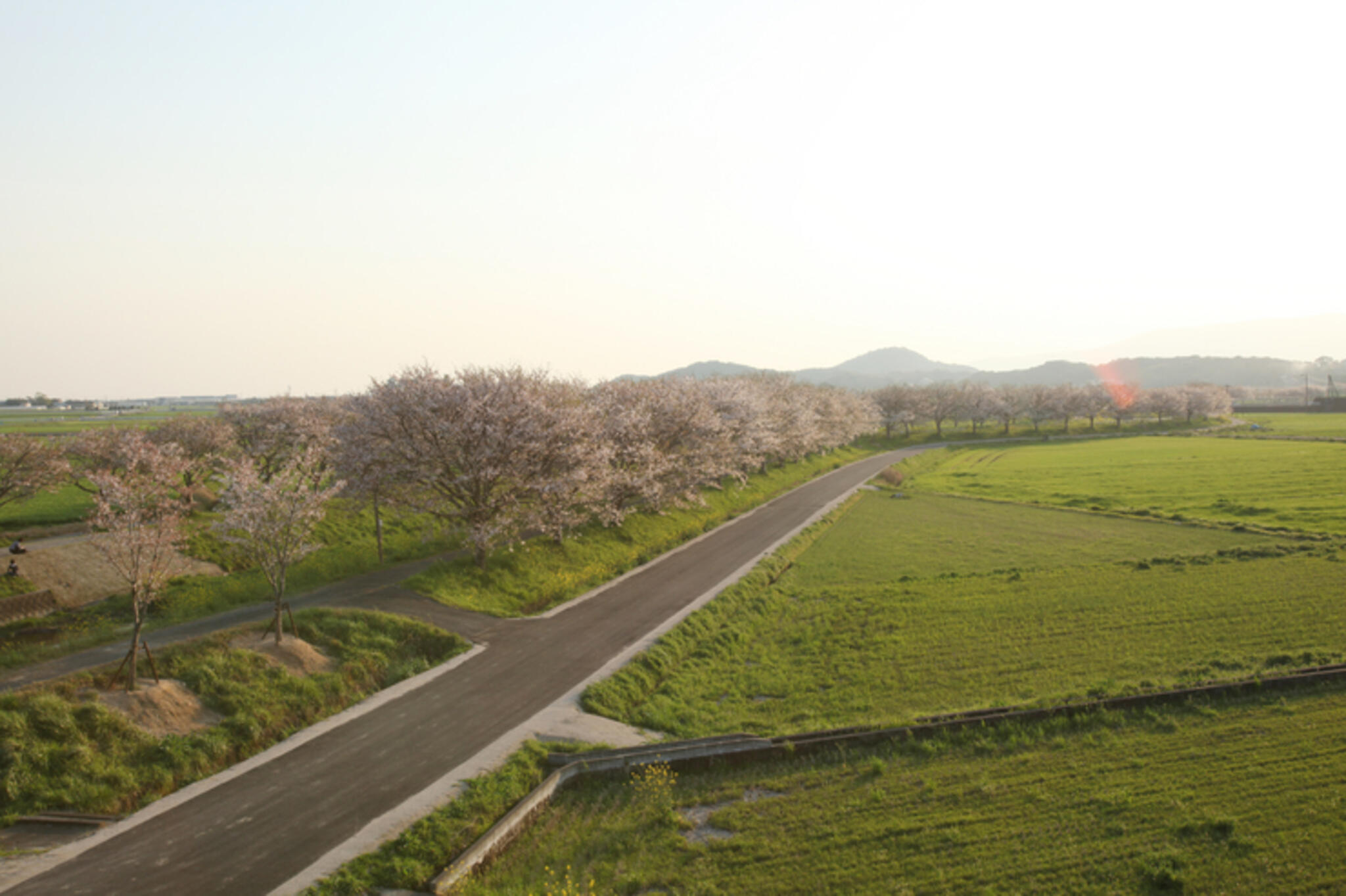 桜会の季の代表写真3