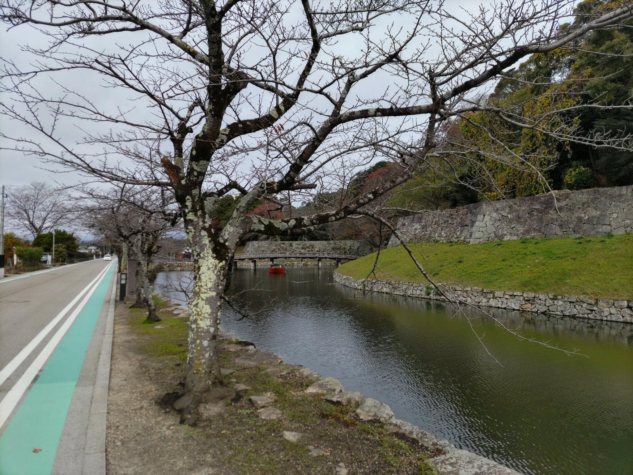彦根城石垣の桜の代表写真5