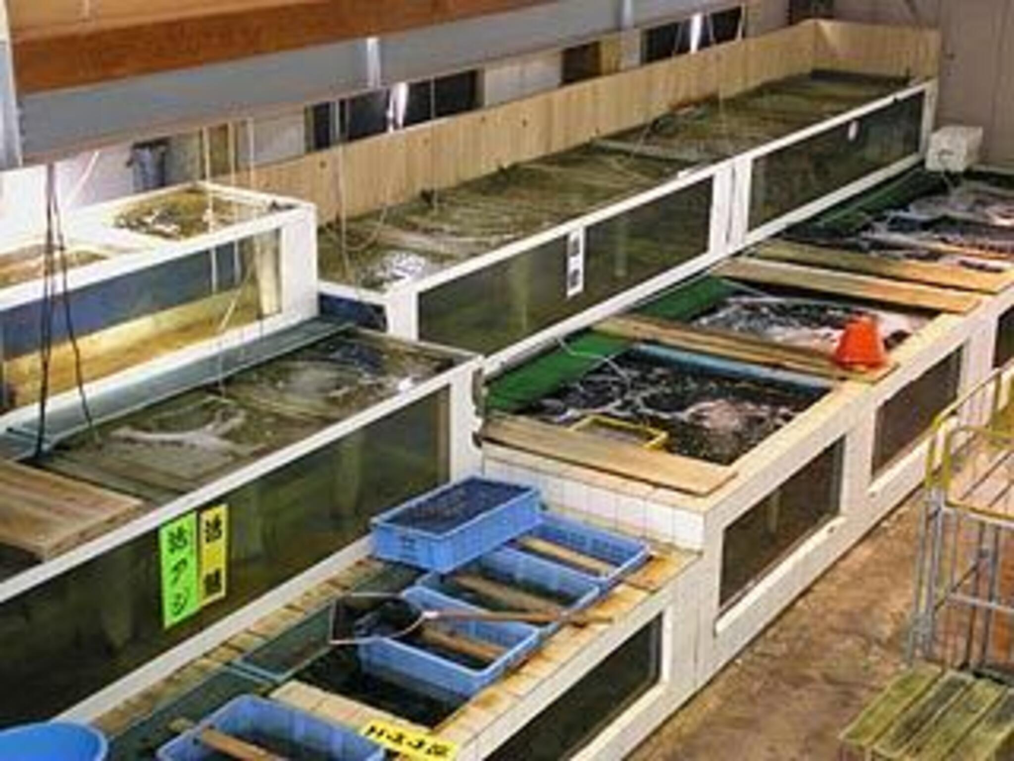 活き魚回転寿司 魚鮮 下呂店の代表写真2